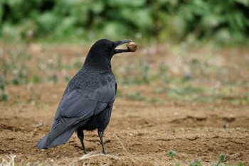 Carrion Crow Maioka Park Sat, 12/31/2022