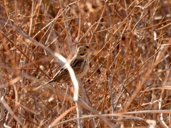 Chestnut-eared Bunting Gonushi Coast Sat, 12/31/2022