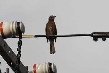 Brown-eared Bulbul(stejnegeri)