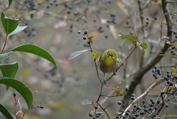 Warbling White-eye Maioka Park Sat, 12/31/2022