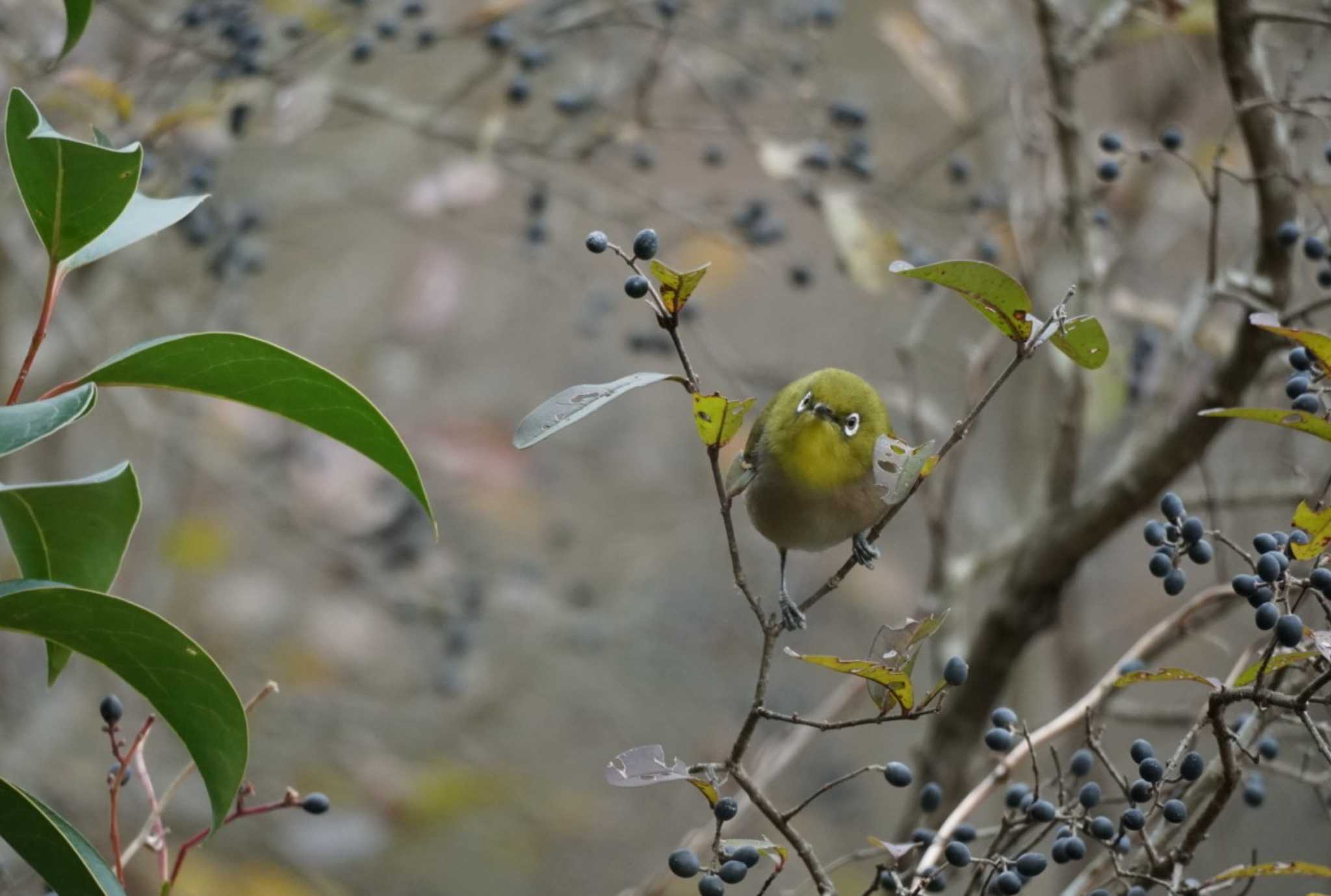 Warbling White-eye