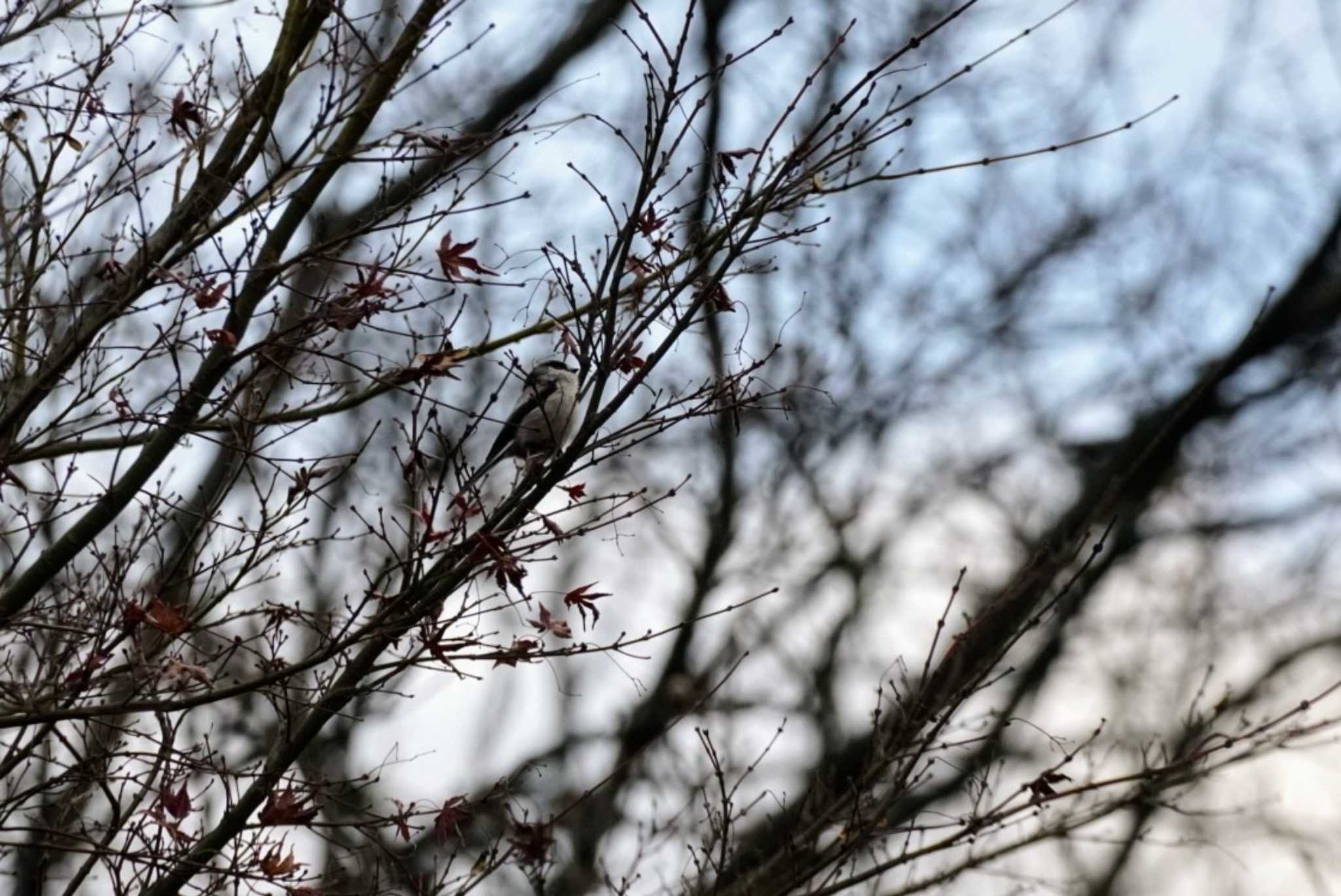 Long-tailed Tit