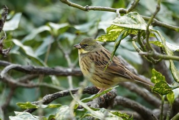 Masked Bunting Maioka Park Sat, 12/31/2022