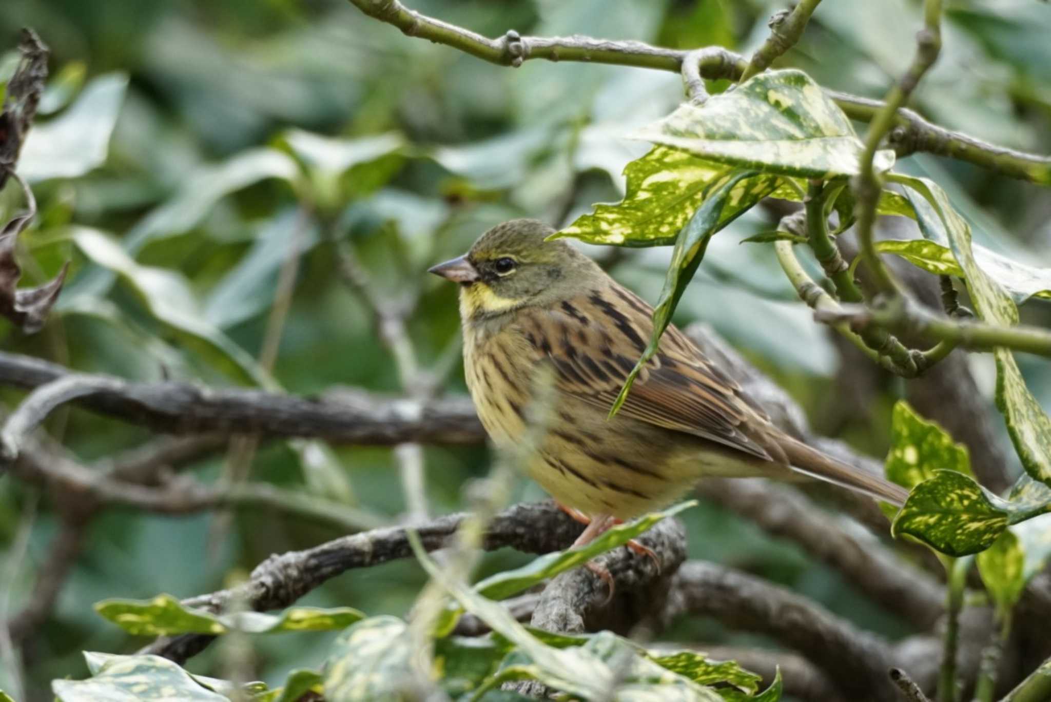 Masked Bunting