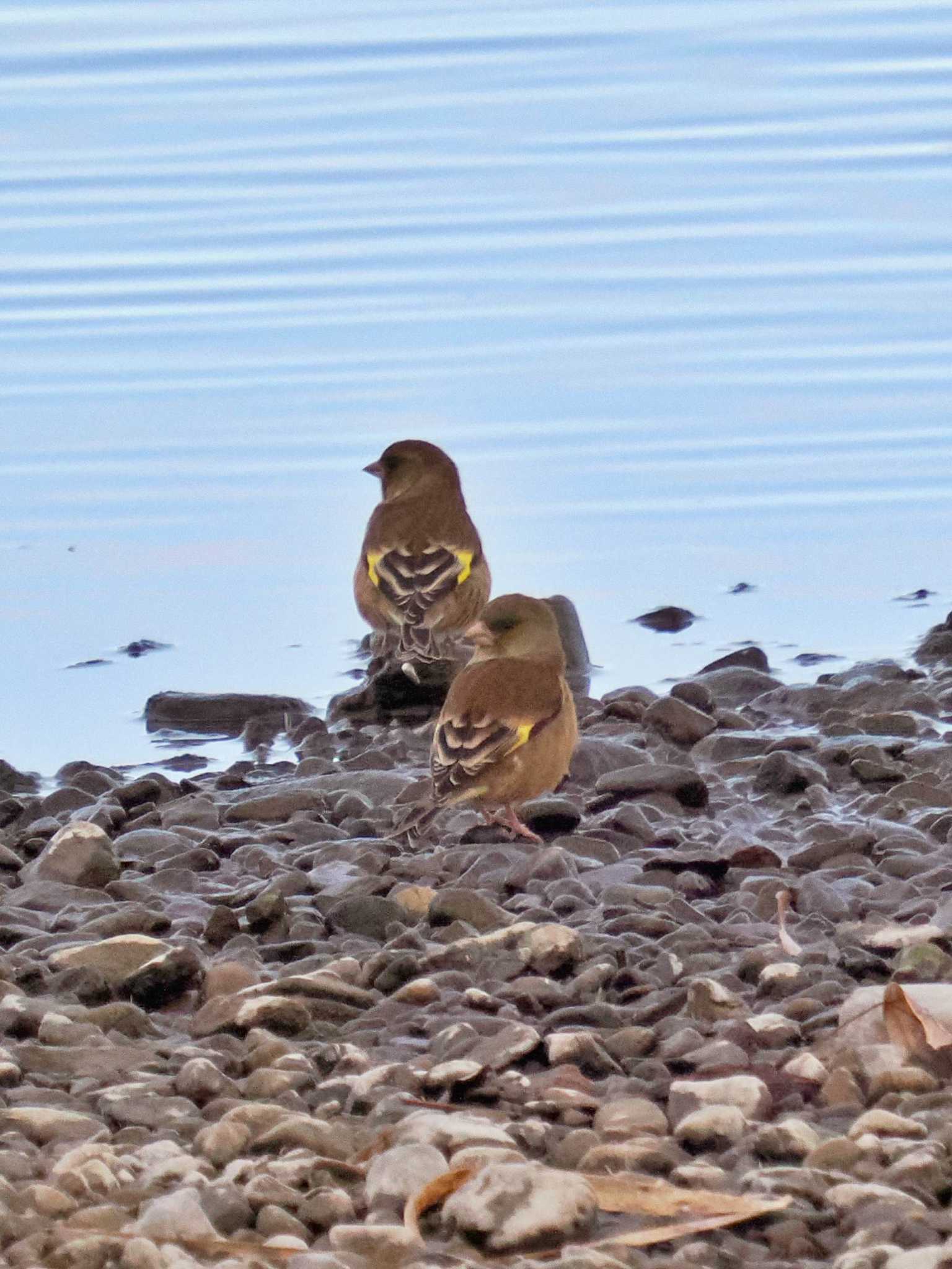 多摩川(聖蹟桜ヶ丘) カワラヒワの写真