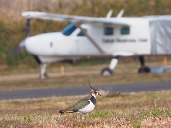 2022年12月31日(土) 埼玉の野鳥観察記録