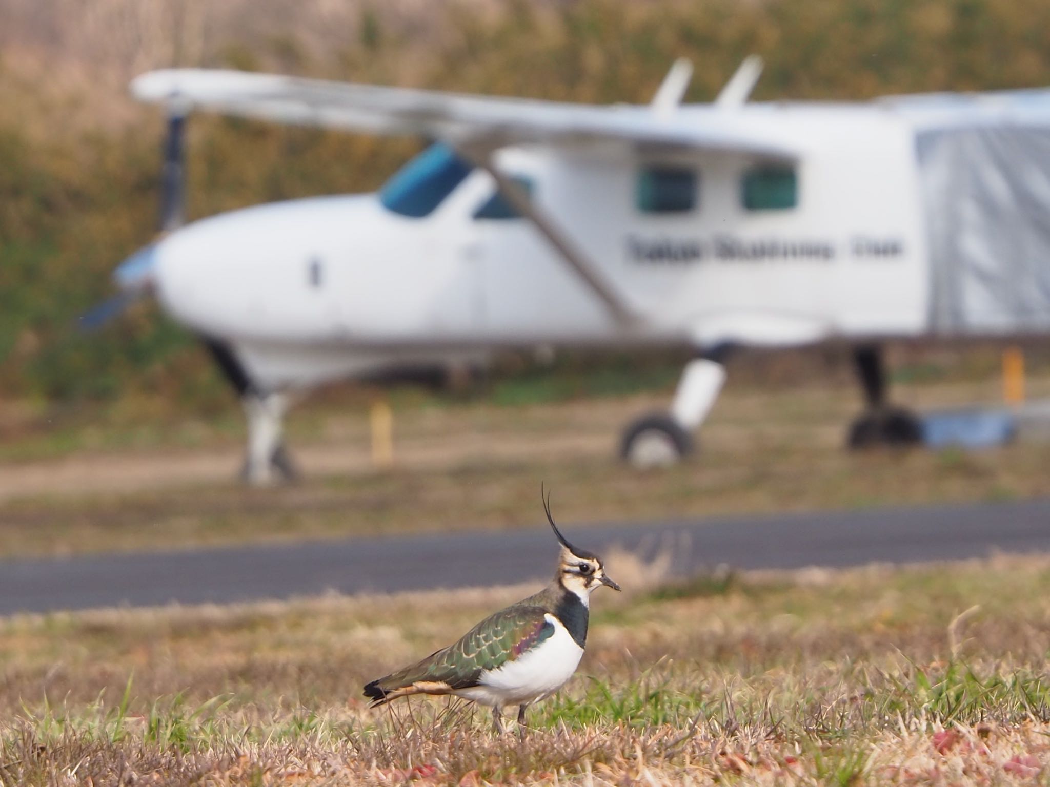 Northern Lapwing