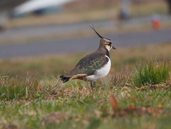 Northern Lapwing 埼玉 Sat, 12/31/2022