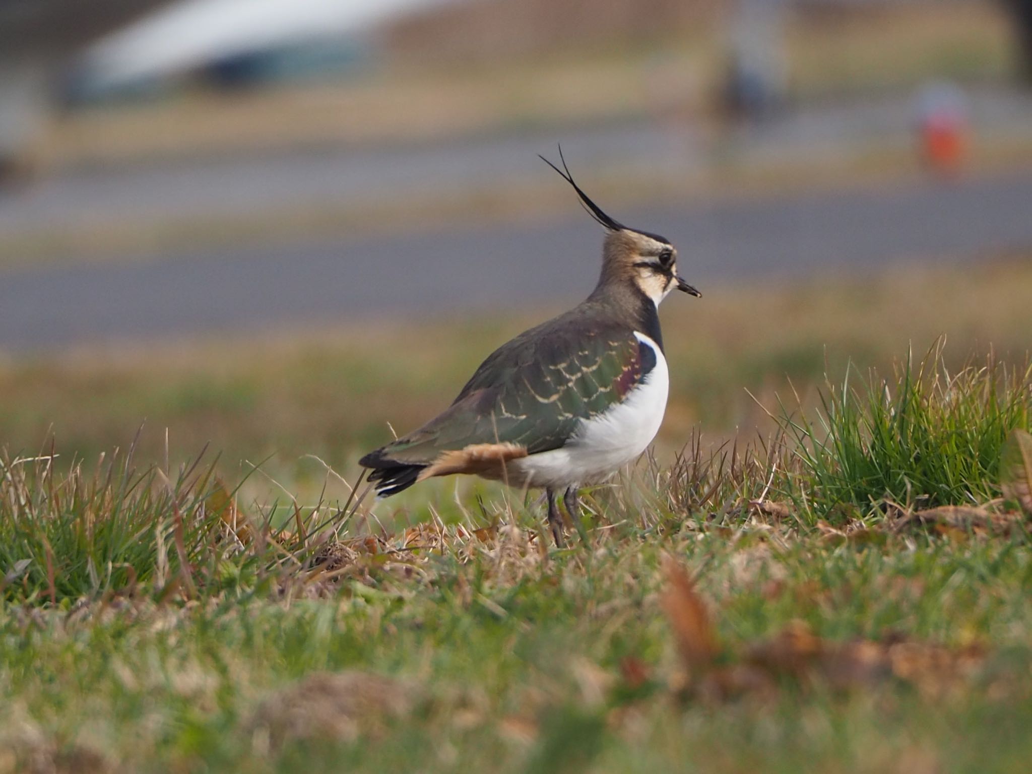 Photo of Northern Lapwing at 埼玉 by mk623