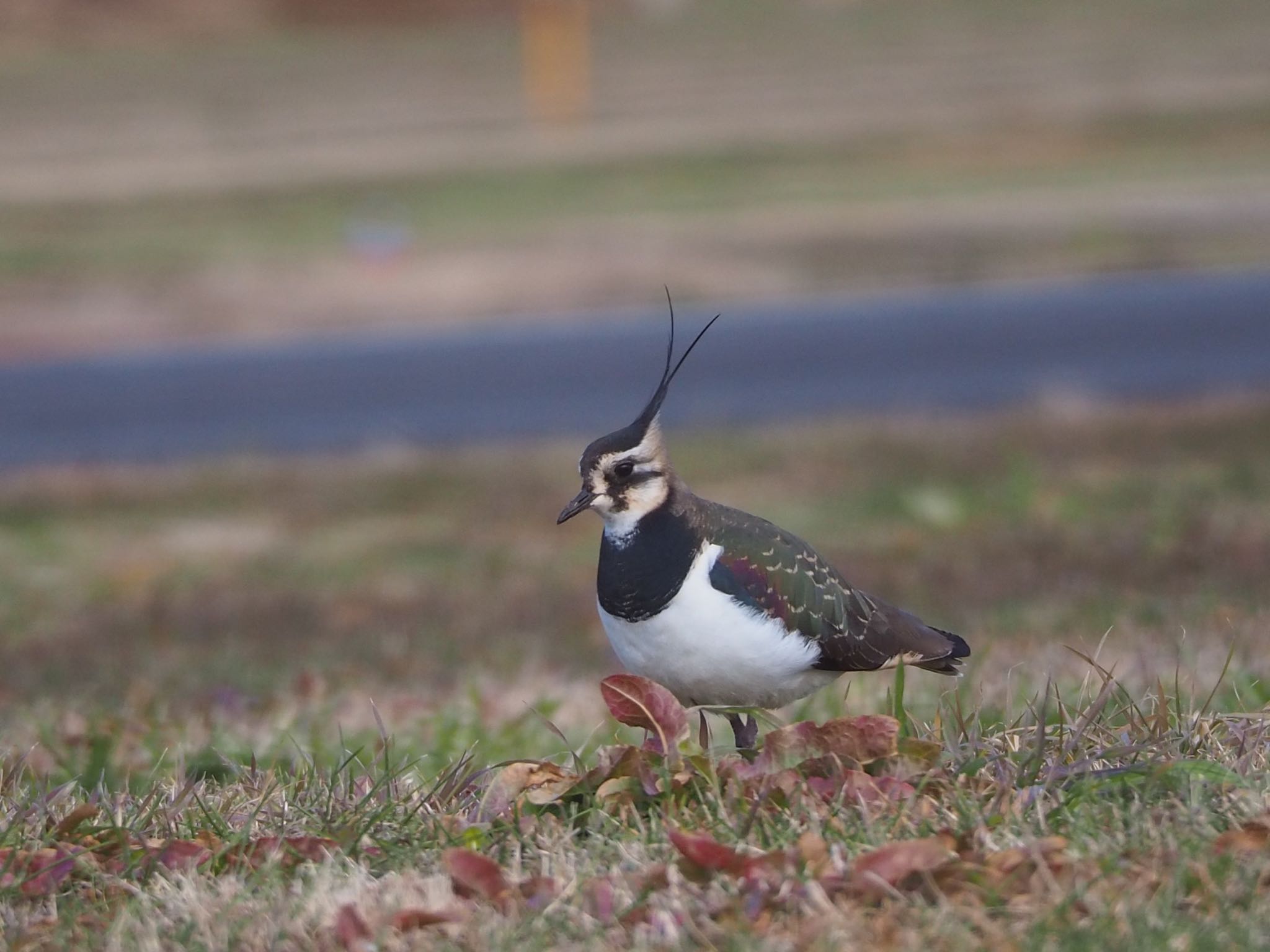 Photo of Northern Lapwing at 埼玉 by mk623