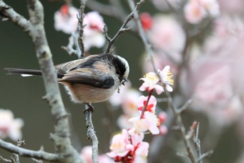 Long-tailed Tit Unknown Spots Sat, 3/10/2018