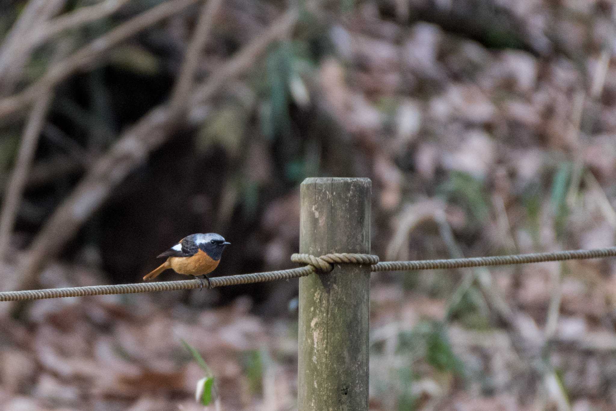 薬師池公園 ジョウビタキの写真 by ninjya