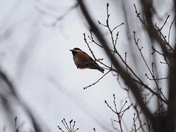 Varied Tit 古洞ダム(富山県富山市) Sat, 12/31/2022