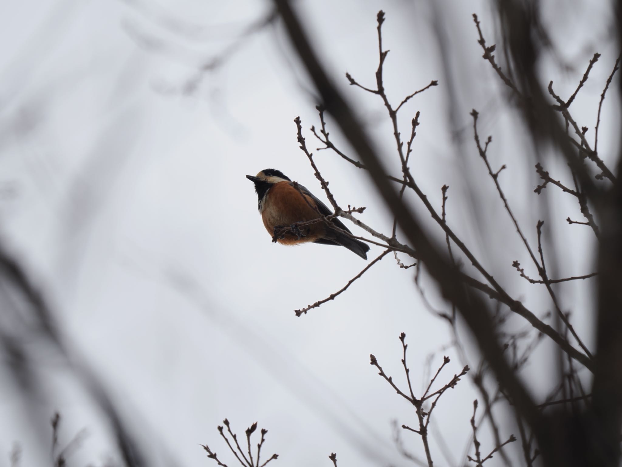 Photo of Varied Tit at 古洞ダム(富山県富山市) by マサ