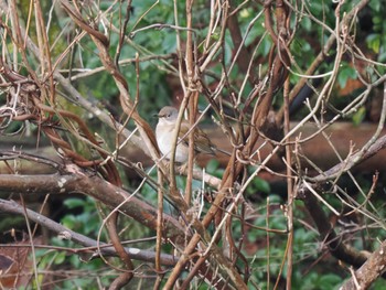 Pale Thrush 古洞ダム(富山県富山市) Sat, 12/31/2022