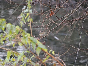 Japanese Bush Warbler 古洞ダム(富山県富山市) Sat, 12/31/2022