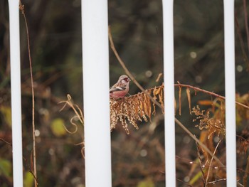 Siberian Long-tailed Rosefinch 古洞ダム(富山県富山市) Sat, 12/31/2022