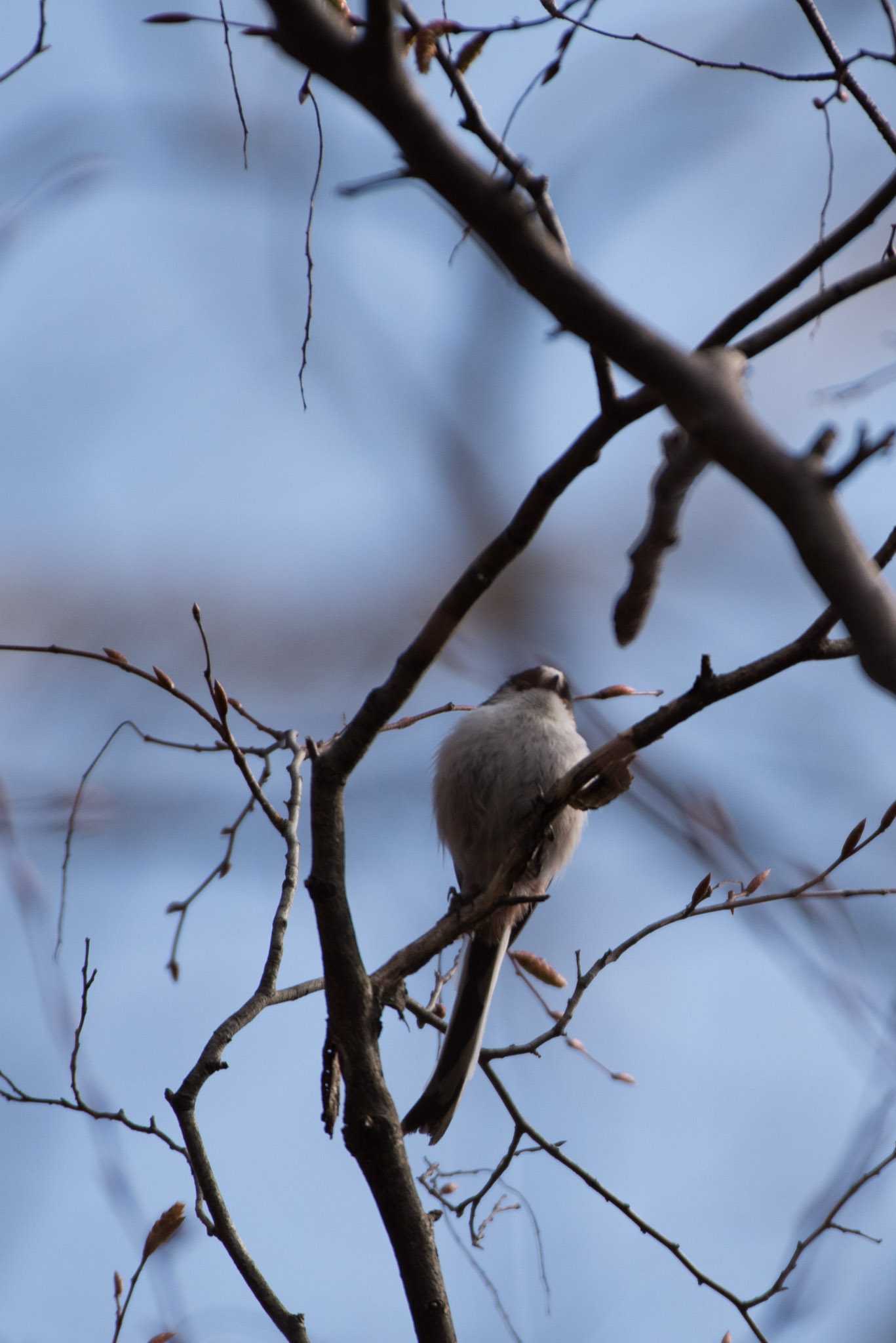 Photo of Long-tailed Tit at Machida Yakushiike Park by ninjya