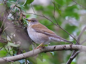 Pale Thrush Mizumoto Park Sat, 12/31/2022