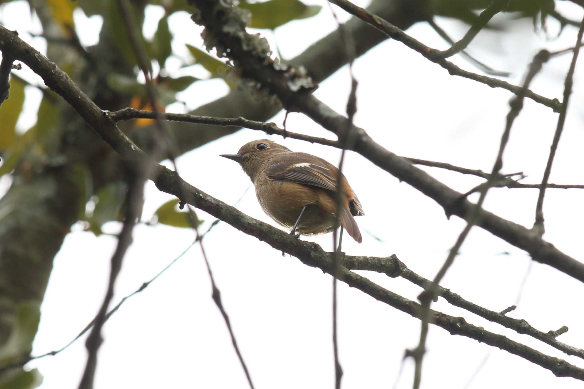 明石公園のジョウビタキ