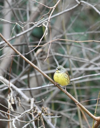 Masked Bunting 東京都立桜ヶ丘公園(聖蹟桜ヶ丘) Sat, 12/31/2022