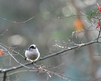 Sun, 12/25/2022 Birding report at 東京都立桜ヶ丘公園(聖蹟桜ヶ丘)