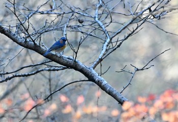 Red-flanked Bluetail 東京都立桜ヶ丘公園(聖蹟桜ヶ丘) Sun, 12/25/2022