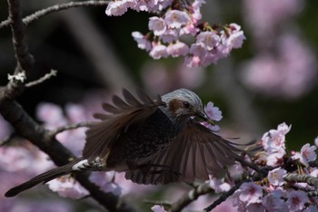 Brown-eared Bulbul Machida Yakushiike Park Sun, 3/18/2018