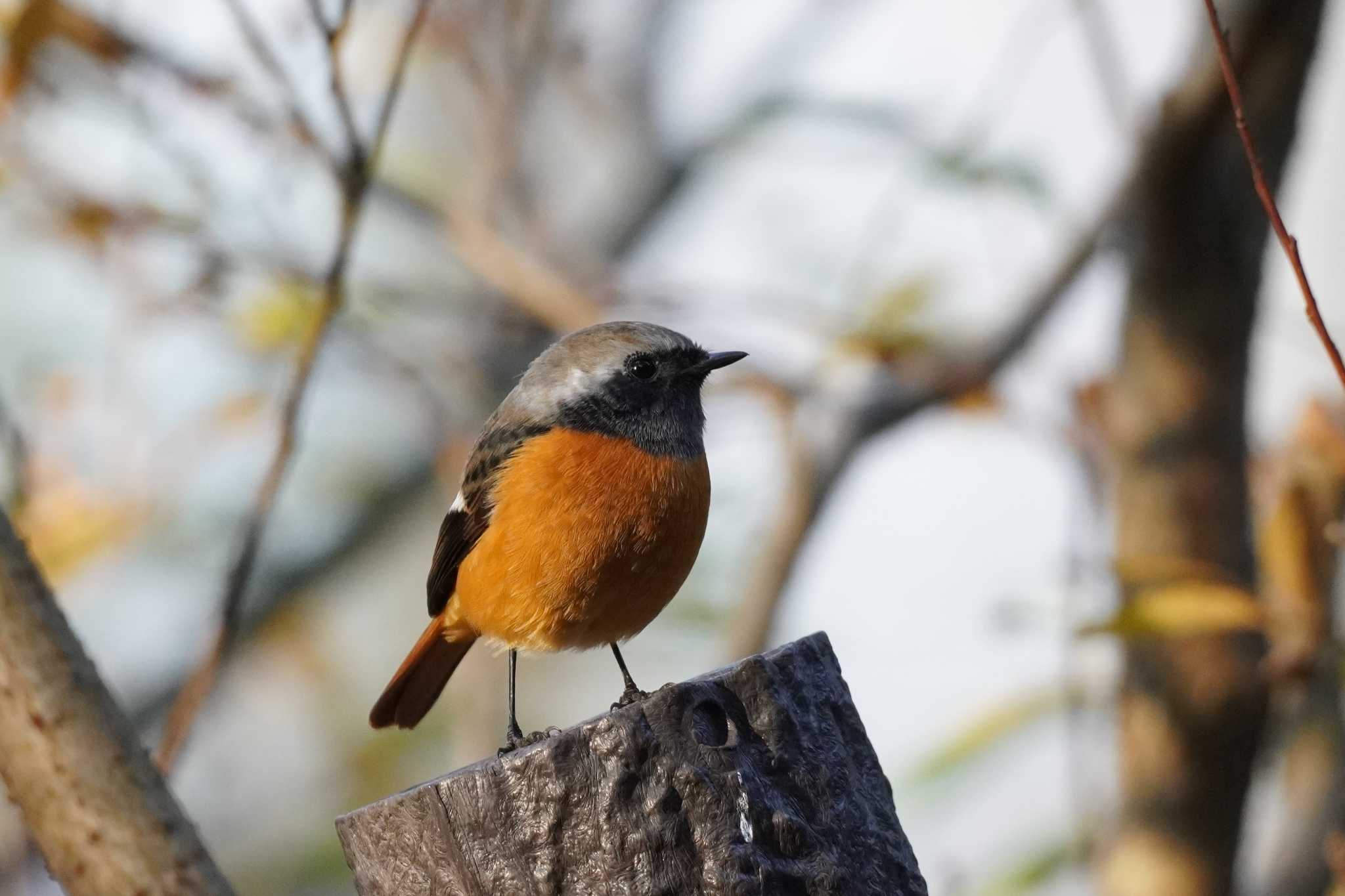 埼玉県 ジョウビタキの写真 by どばと