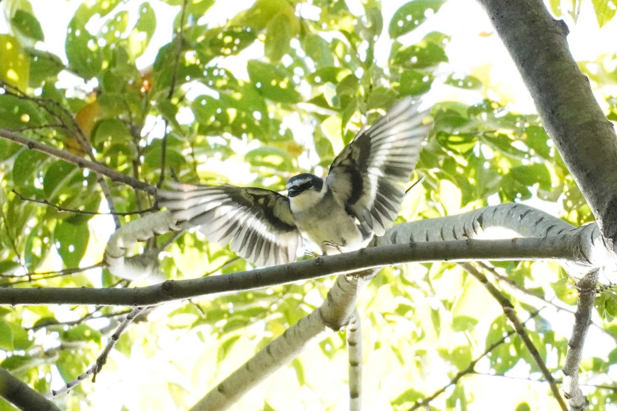 埼玉県 リュウキュウサンショウクイの写真 by どばと