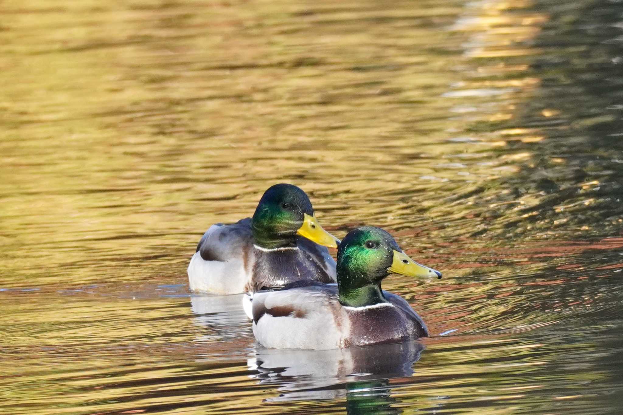 Untitled Photo by どばと