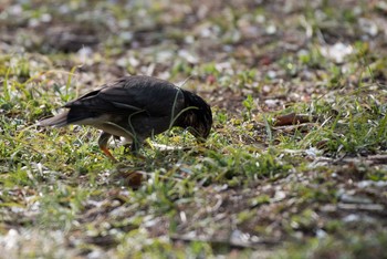 White-cheeked Starling Machida Yakushiike Park Sun, 3/18/2018