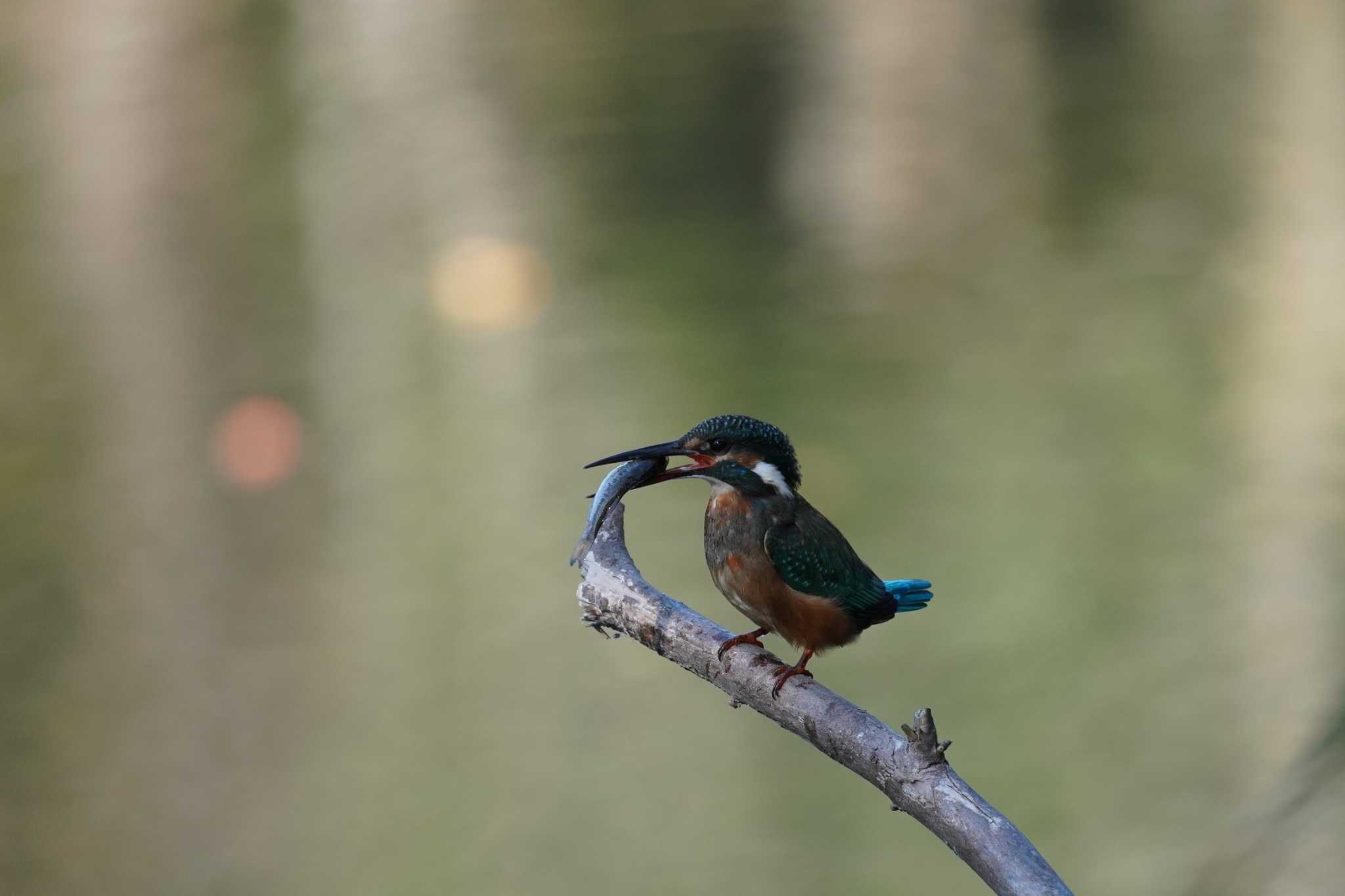 カワセミ