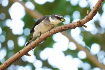 2022年11月19日(土) 埼玉県の野鳥観察記録