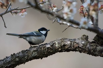 Japanese Tit Machida Yakushiike Park Sun, 3/18/2018