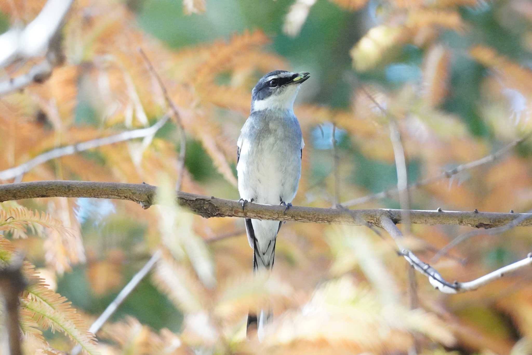 埼玉県 リュウキュウサンショウクイの写真 by どばと