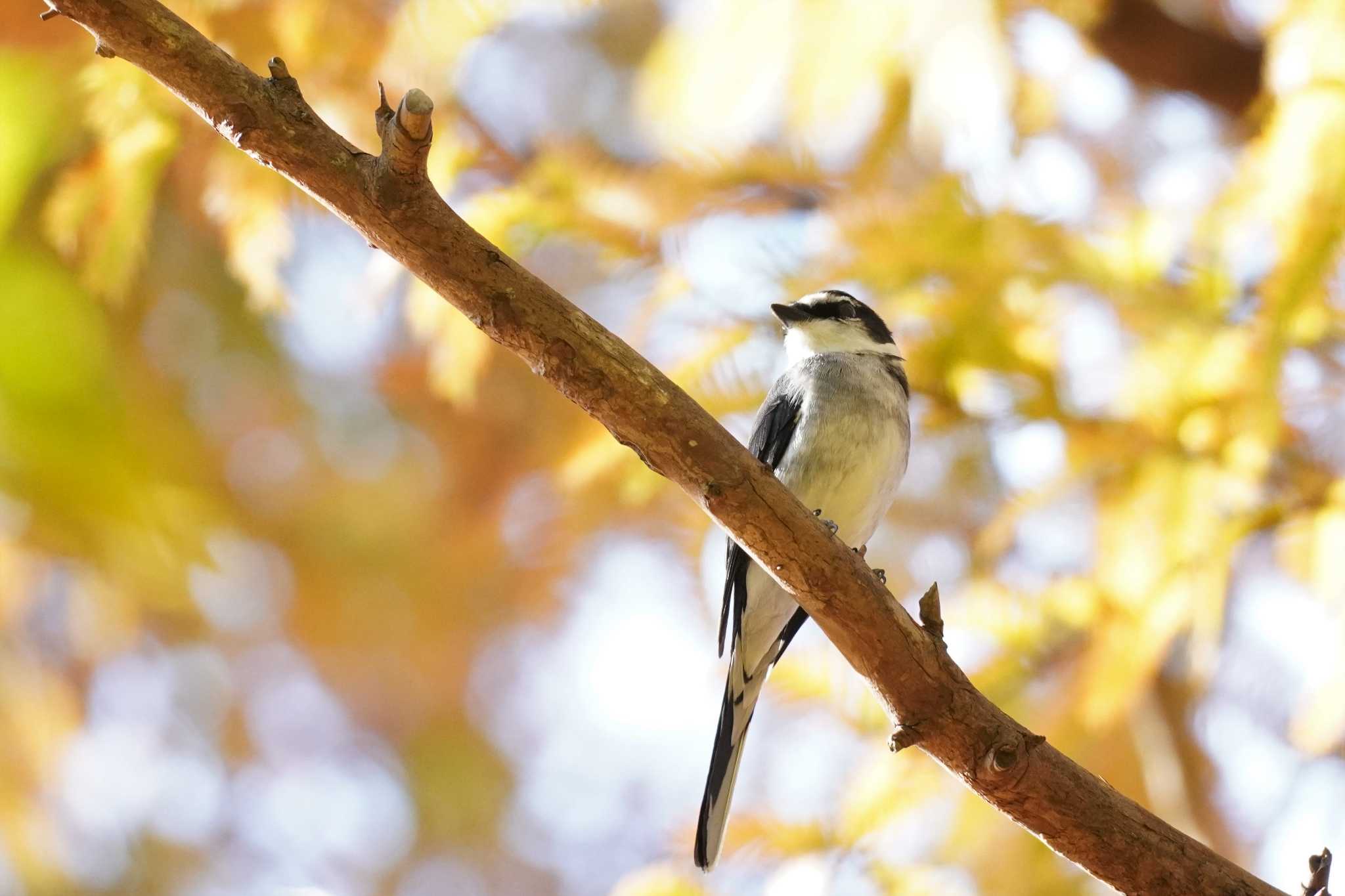 埼玉県 リュウキュウサンショウクイの写真 by どばと