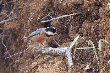 Varied Tit Machida Yakushiike Park Sun, 3/18/2018