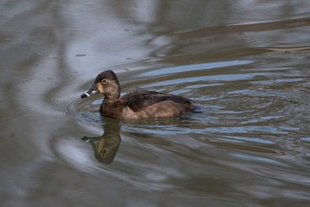 Unknown Species Machida Yakushiike Park Sun, 3/18/2018