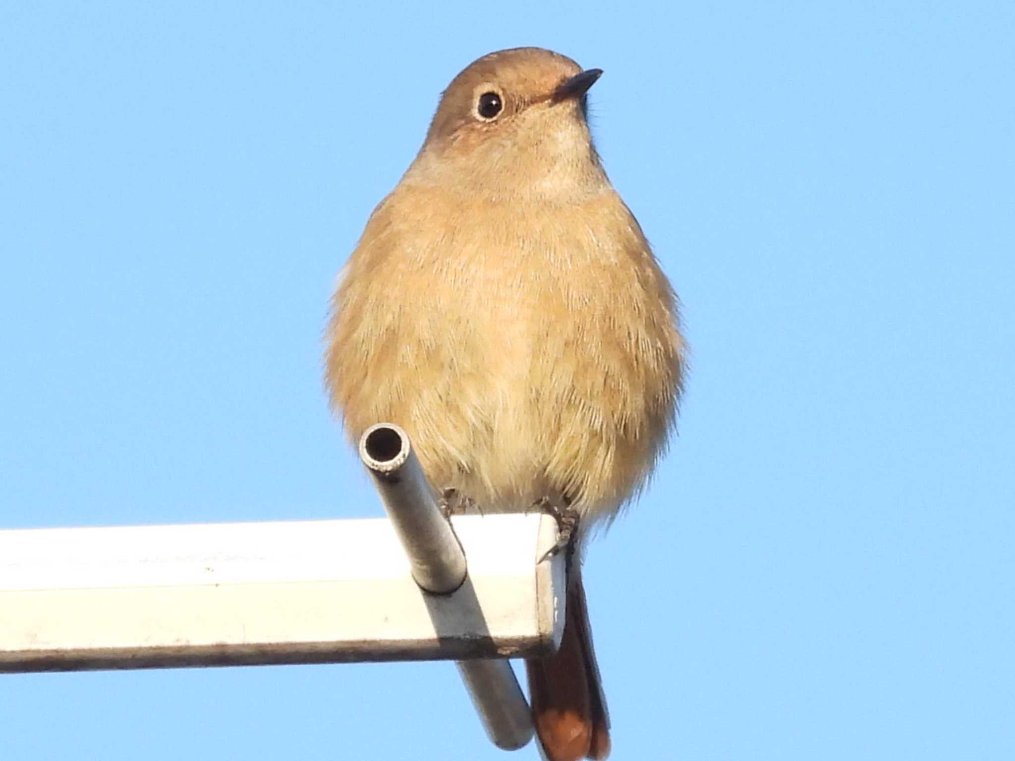 自宅 ジョウビタキの写真