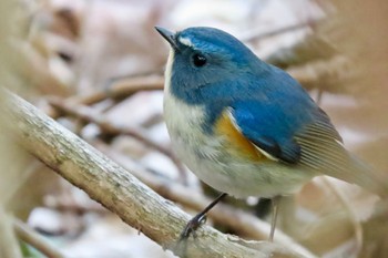 2022年12月28日(水) 東京都の野鳥観察記録