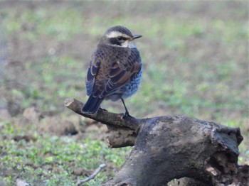 2022年12月30日(金) 見沼たんぼの野鳥観察記録