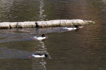 Common Merganser 猪名川 Sat, 12/31/2022