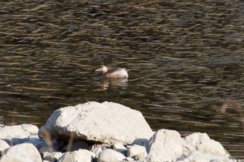 Little Grebe 猪名川 Sat, 12/31/2022