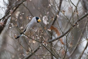 イカル 薬師池公園 2018年3月18日(日)