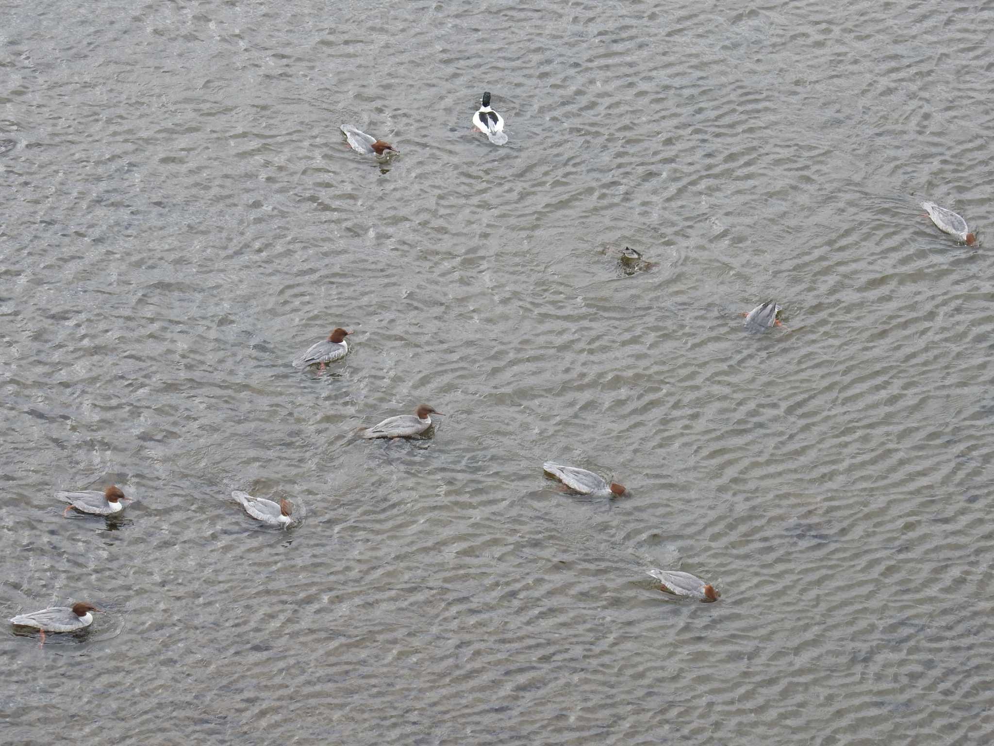 Common Merganser