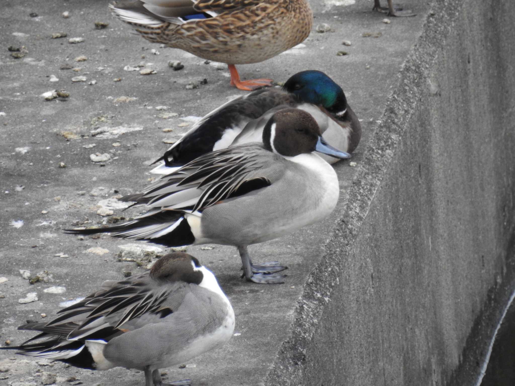 Northern Pintail