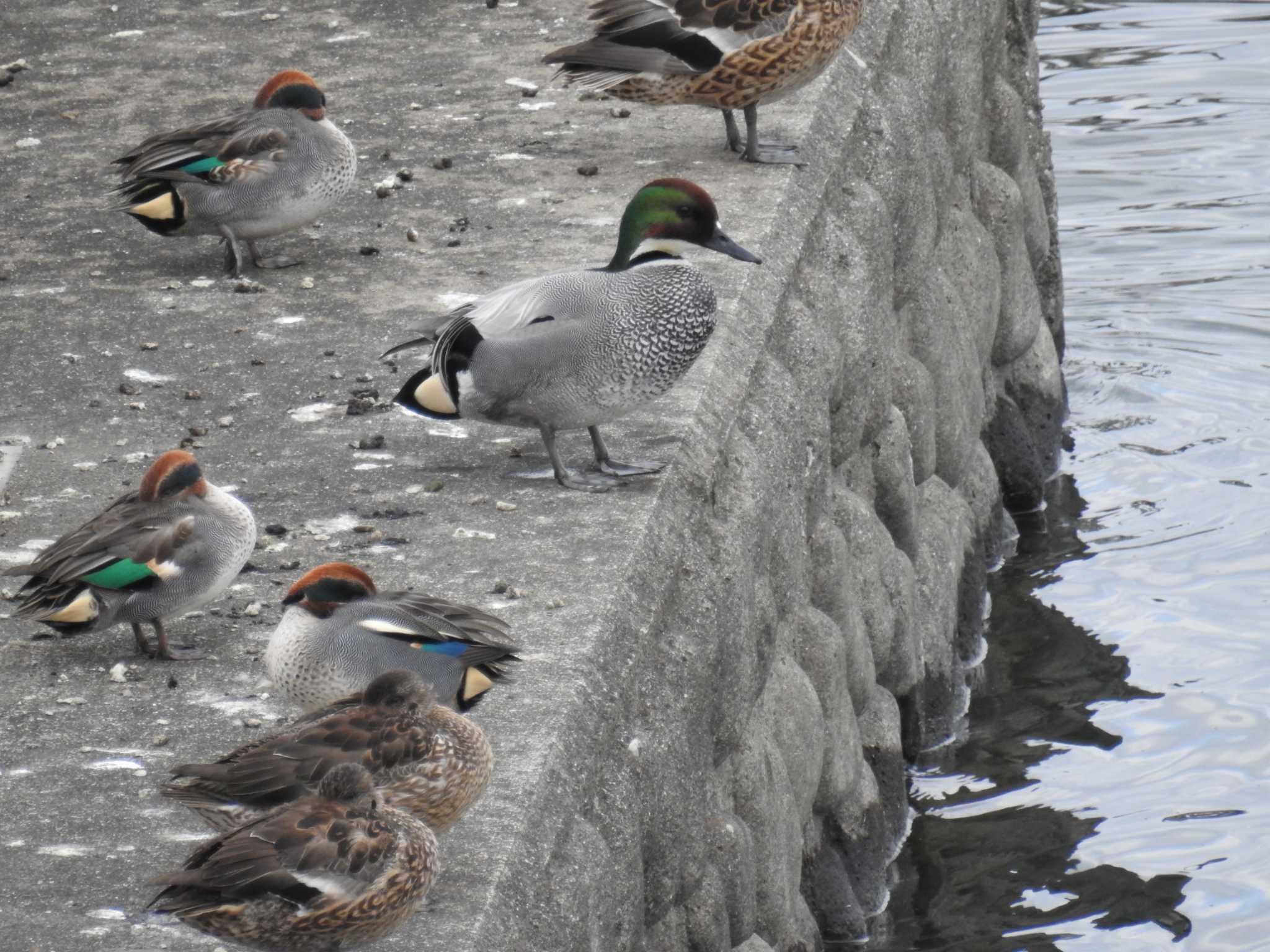 Falcated Duck