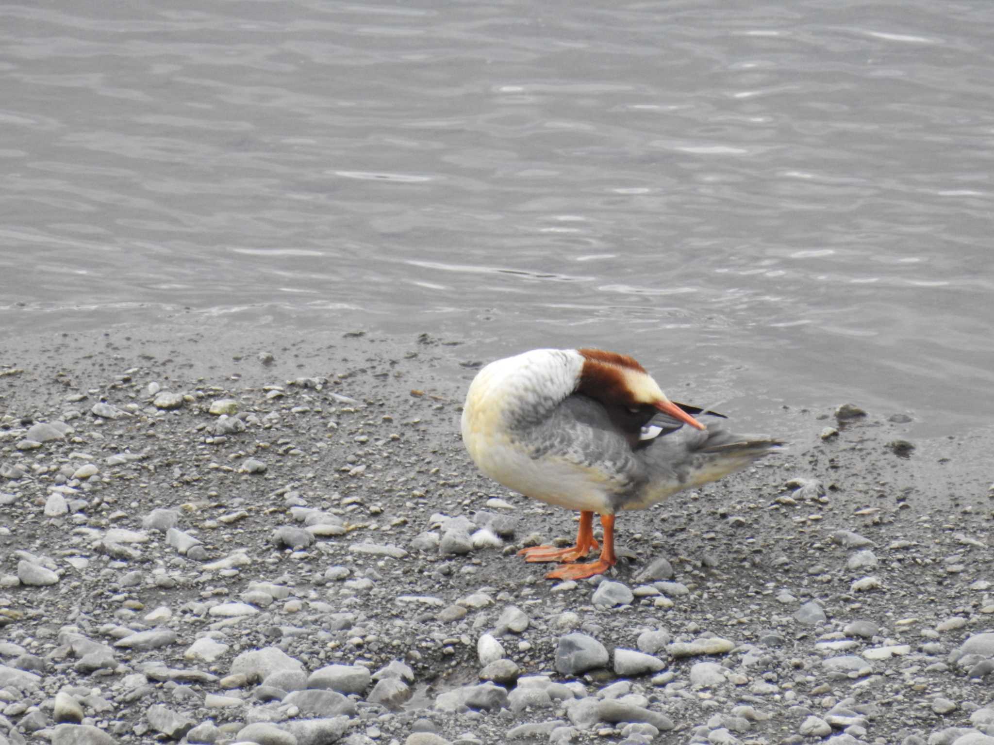 Common Merganser