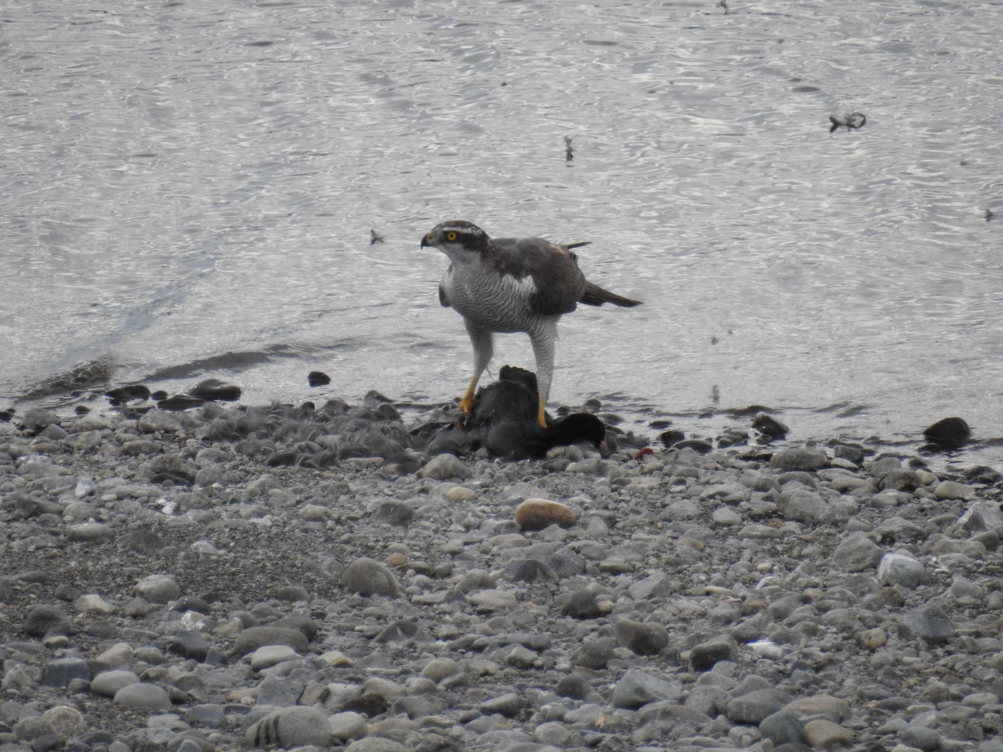 Eurasian Goshawk